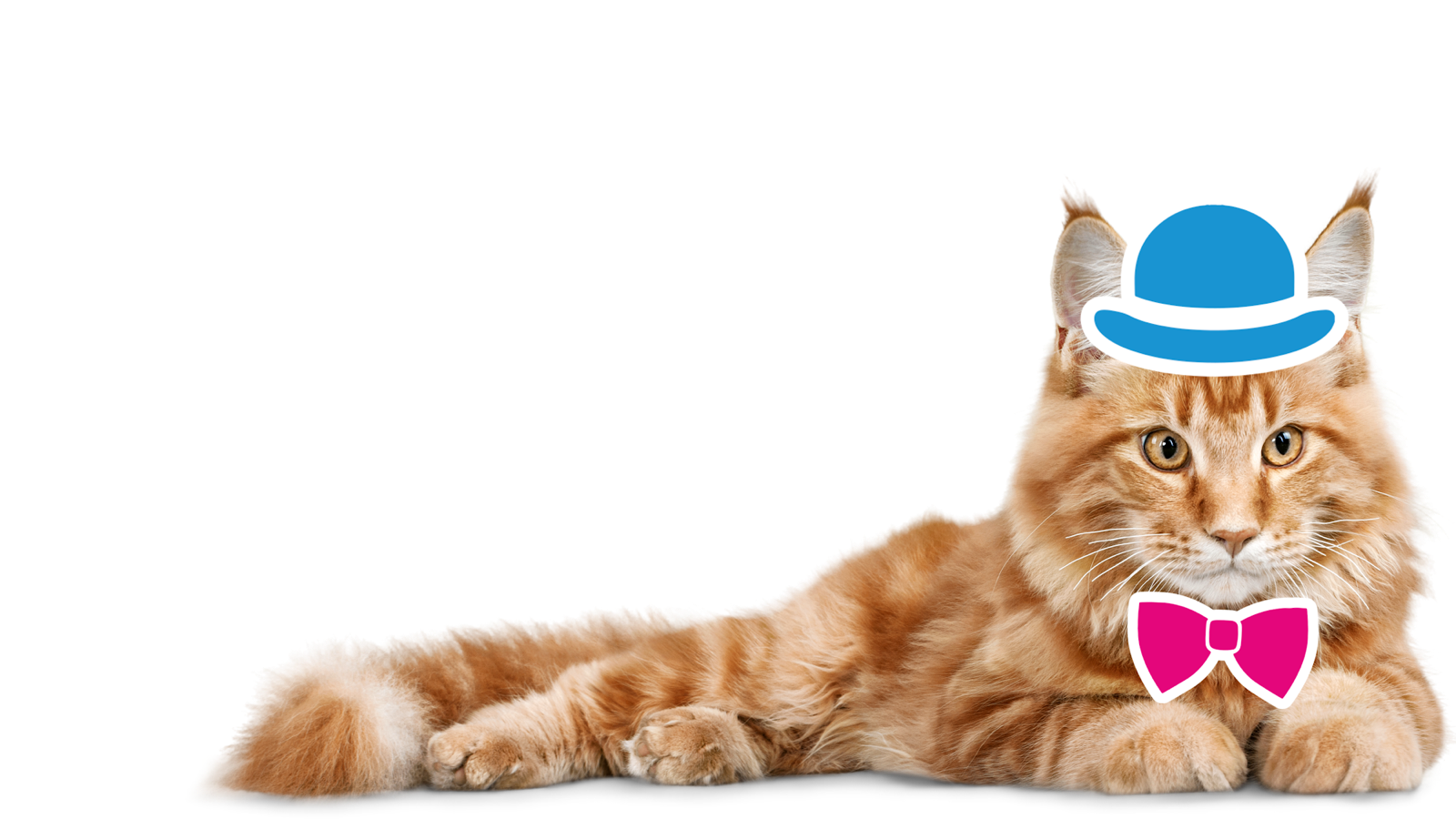 A cat wearing a bowler hat and bow tie